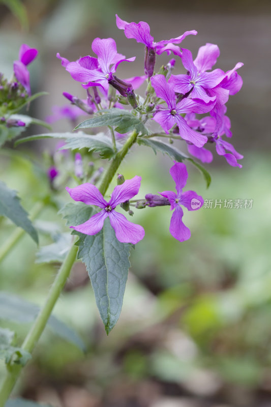 诚实(Lunaria annua)